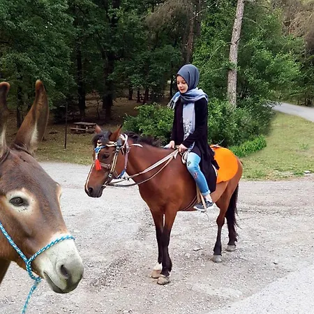 Sakarya Il Ormani Tabiat Parki Bungalow - Halal * Sakarya (Marmara)